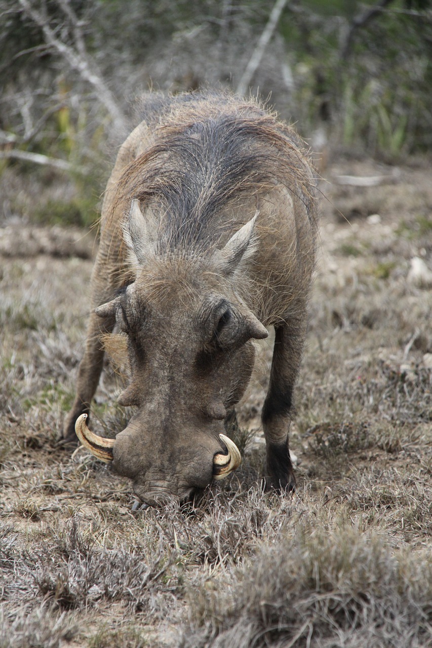 Warthog, Tusks, Pietų Afrika, Nacionalinis, Parkas, Šernas, Negraži, Buveinė, Laukiniai, Kiaulė