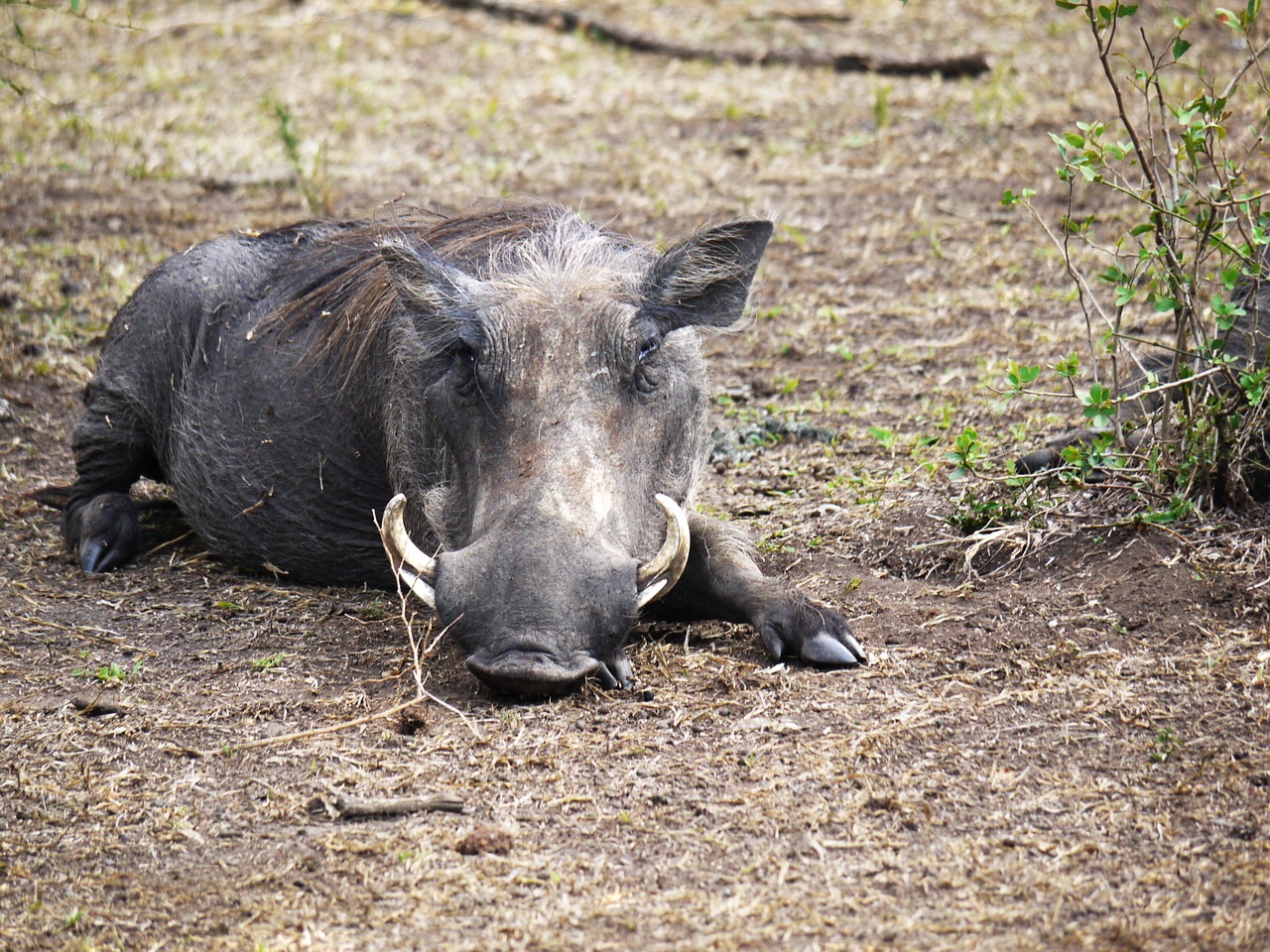 Warthog, Savana, Hauer, Uganda, Negraži, Doze, Poilsis, Rūpestis, Laukiniai Gyvūnai, Afrika