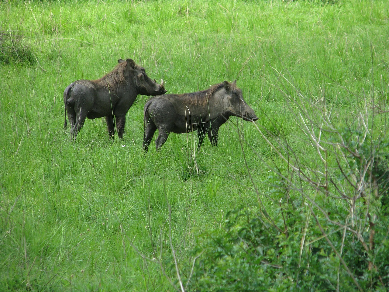 Warthog, Šernas, Kiaulė, Laukiniai, Suidae, Žinduolis, Laukinė Gamta, Afrikos, Brosmė, Fauna