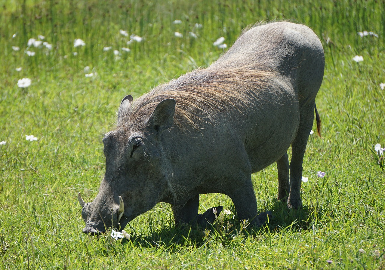 Warthog, Pumba, Afrika, Nemokamos Nuotraukos,  Nemokama Licenzija