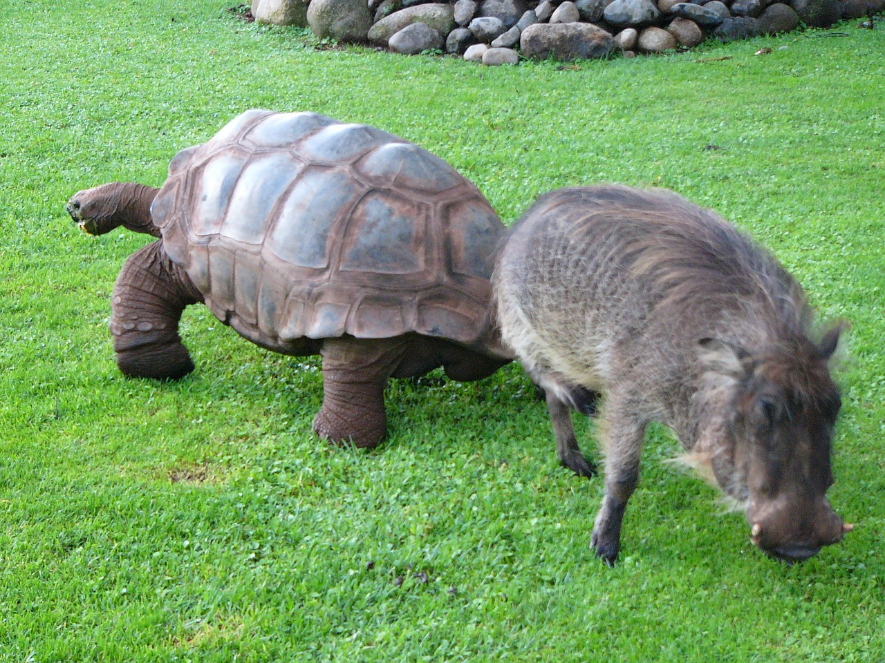 Warthog, Vėžlys, Afrika, Gyvūnas, Laukiniai, Šernas, Nemokamos Nuotraukos,  Nemokama Licenzija