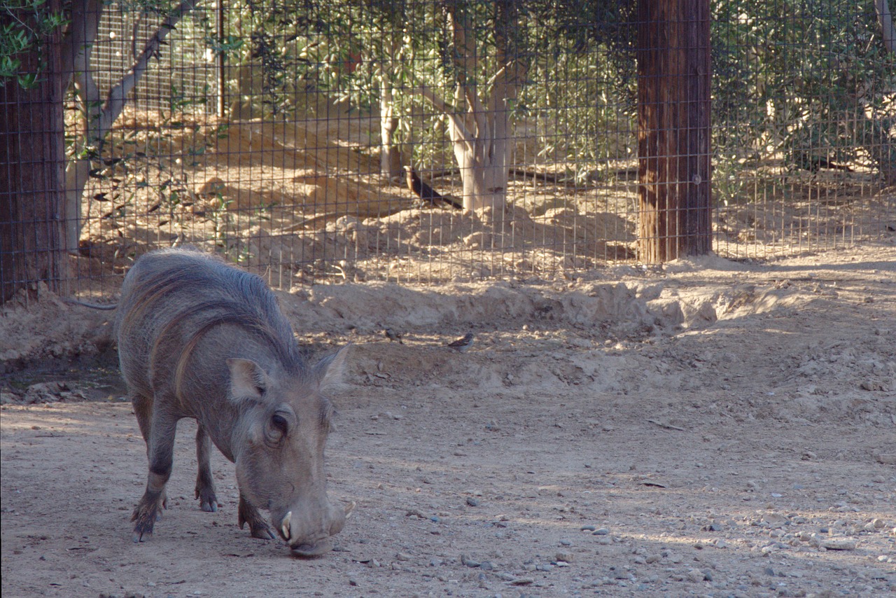 Warthog, Pumba, Zoologijos Sodas, Kiaulė, Laukinė Gamta, Šernas, Afrika, Gamta, Nemokamos Nuotraukos,  Nemokama Licenzija