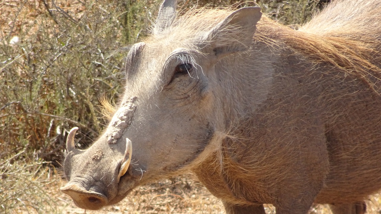 Warthog, Žinduolis, Fauna, Gamta, Gyvūnas, Rezervas, Afrika, Nemokamos Nuotraukos,  Nemokama Licenzija