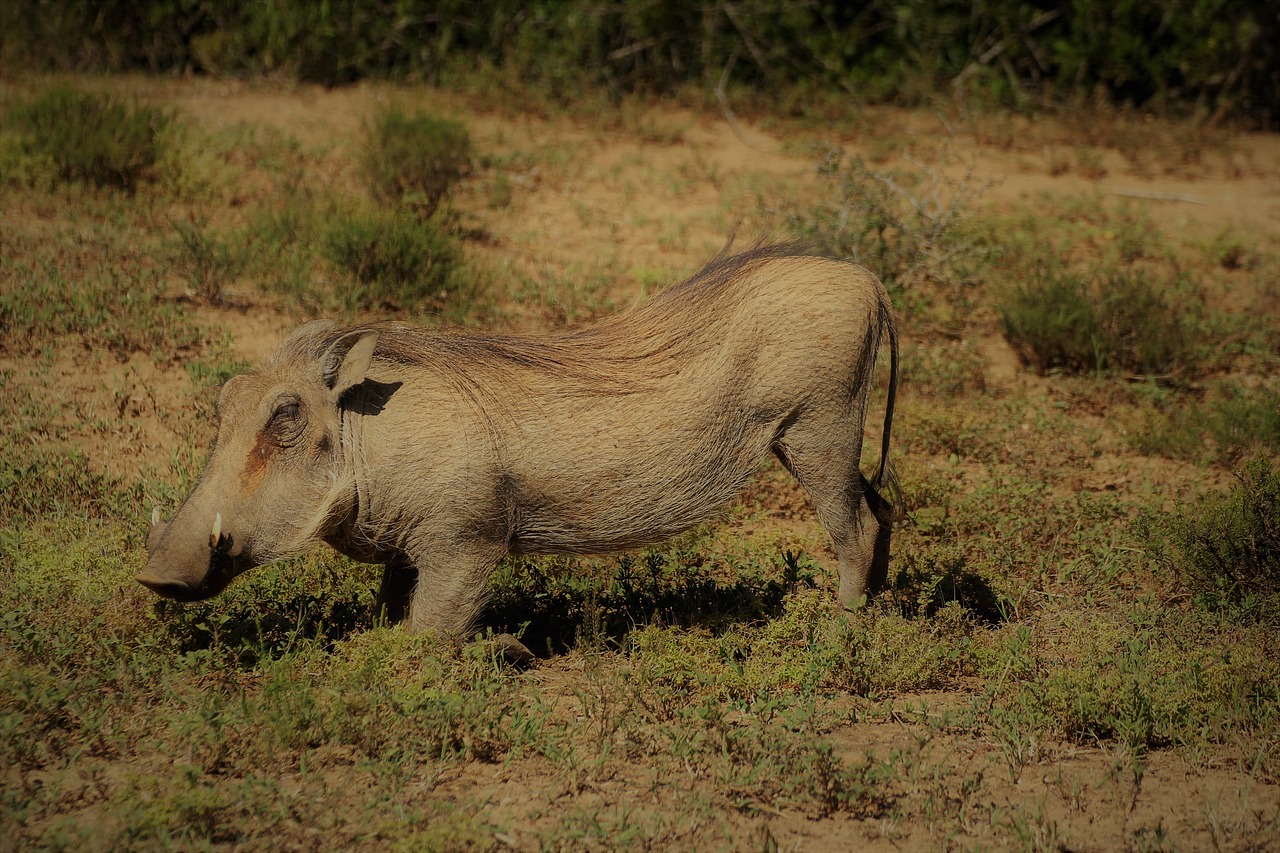 Warthog,  Safari,  Pietų Afrika,  Addo Elephant Park,  Pobūdį,  Dykuma, Nemokamos Nuotraukos,  Nemokama Licenzija