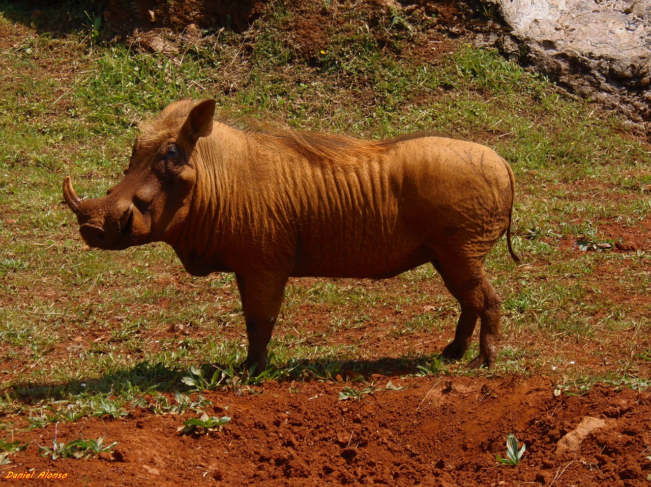 Warthog, Gyvūnai, Afrika, Fauna, Gamta, Safari, Gyvūnas, Nemokamos Nuotraukos,  Nemokama Licenzija