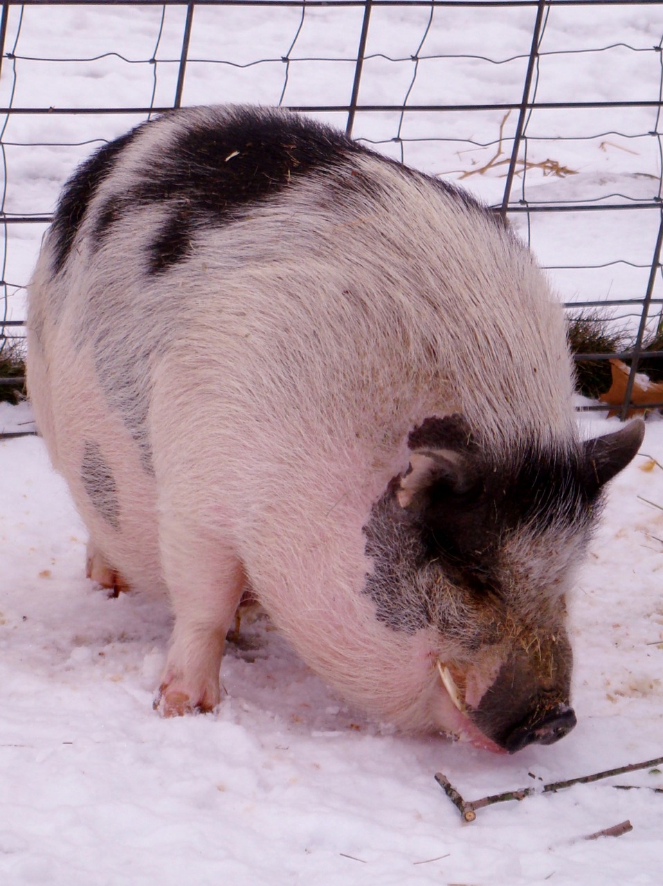 Warthog, Kiaulė, Šernas, Afrika, Gamta, Snukis, Brosmė, Kiaulės, Žinduolis, Nemokamos Nuotraukos