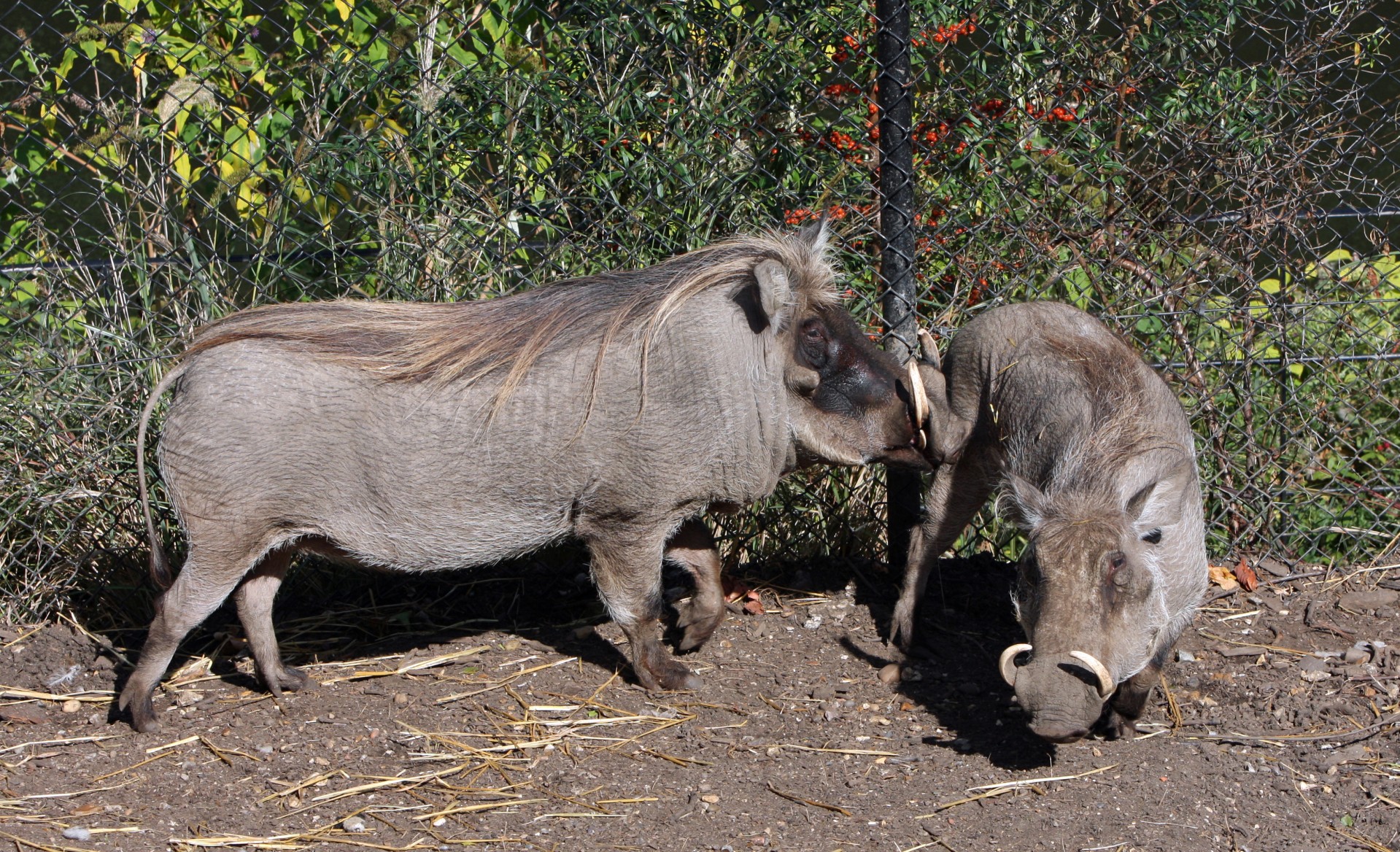 Warthog,  Vazonai,  Gyvūnas,  Laukinė Gamta,  Gamta,  Nuotrauka,  Vaizdas,  Lauke,  Warthog, Nemokamos Nuotraukos