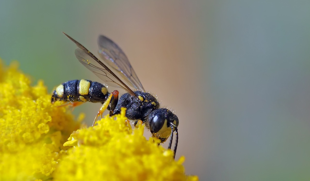 Vabzdys, Augalas, Gamta, Nemokamos Nuotraukos,  Nemokama Licenzija