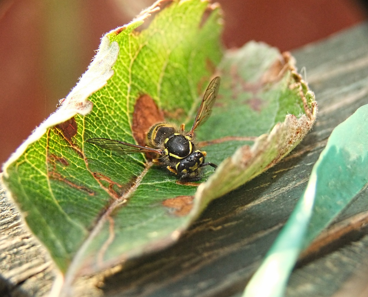 Isp, Gamta, Šerti, Bičių, Juoda, Medus, Pavojingas, Korio Rupiniai, Vabzdys, Hymenopterous