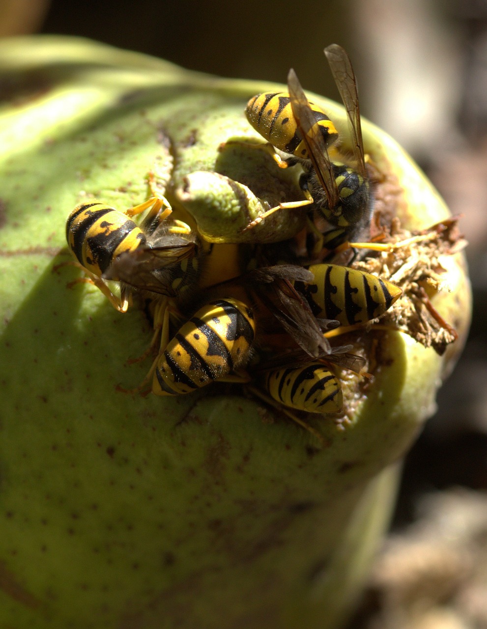 Isp, Maistas, Para, Valgymas, Insekta, Nemokamos Nuotraukos,  Nemokama Licenzija