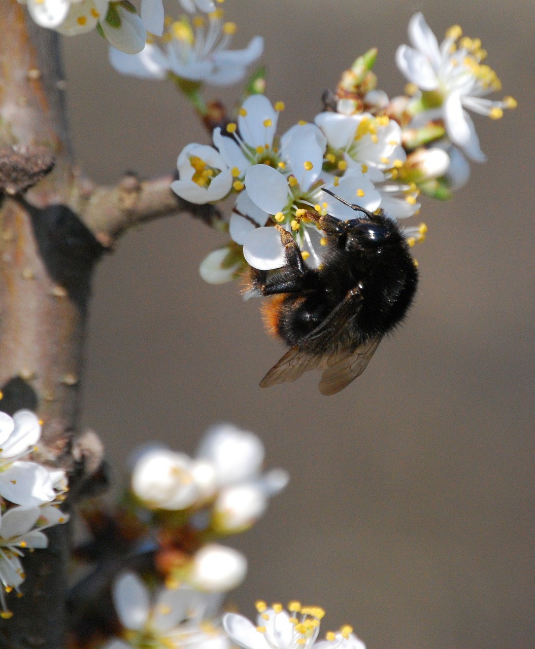 Isp, Gėlė, Žiedadulkės, Sloe, Medus, Nemokamos Nuotraukos,  Nemokama Licenzija