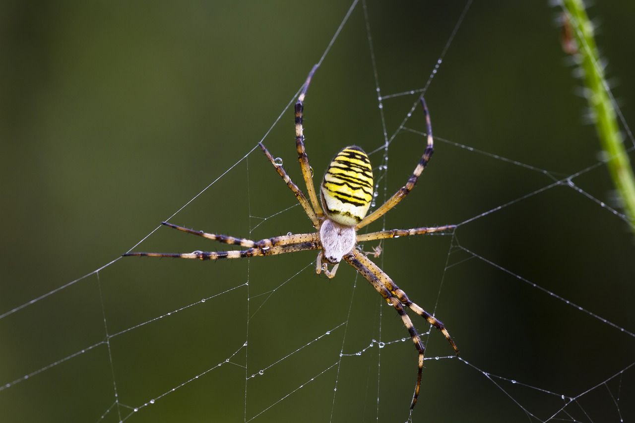 Isp Spider, Voras, Zebraspinne, Tigro Voras, Argiope Bruennichi, Nemokamos Nuotraukos,  Nemokama Licenzija