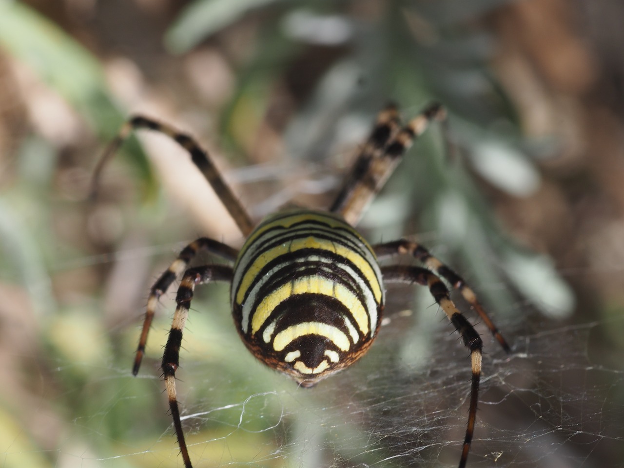 Isp Spider, Gamta, Fauna, Flora, Voras, Vabzdys, Voratinklis, Gyvūnas, Gyvūnų Pasaulis, Arachnid