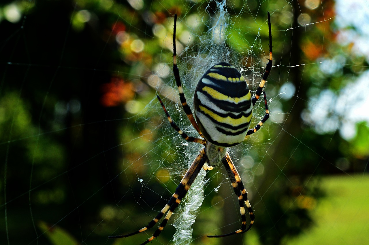 Isp Spider, Voras, Vabzdys, Dryžuotas, Gamta, Nemokamos Nuotraukos,  Nemokama Licenzija