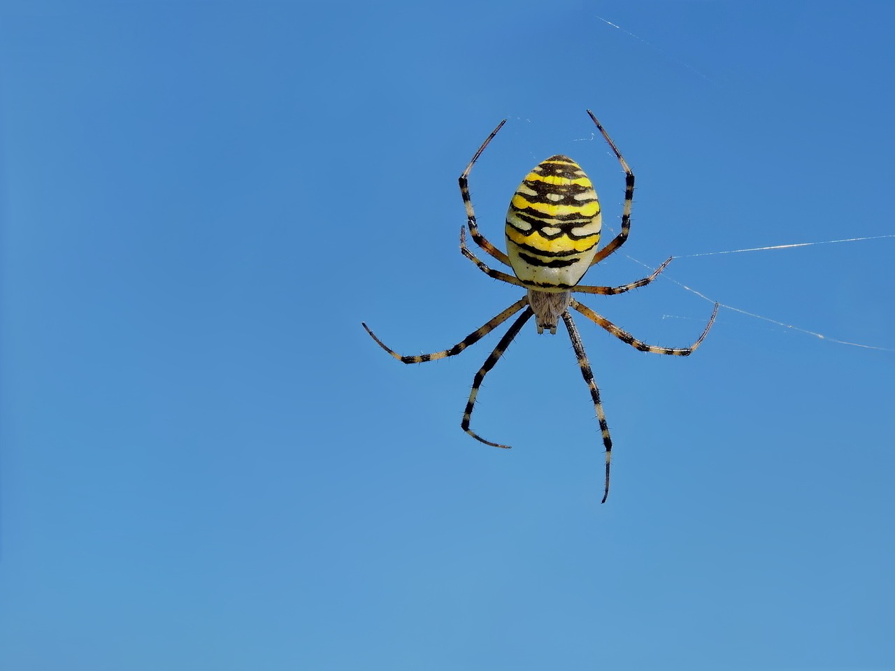 Isp Spider, Zebraspinne, Ratų Voras, Voras, Nemokamos Nuotraukos,  Nemokama Licenzija