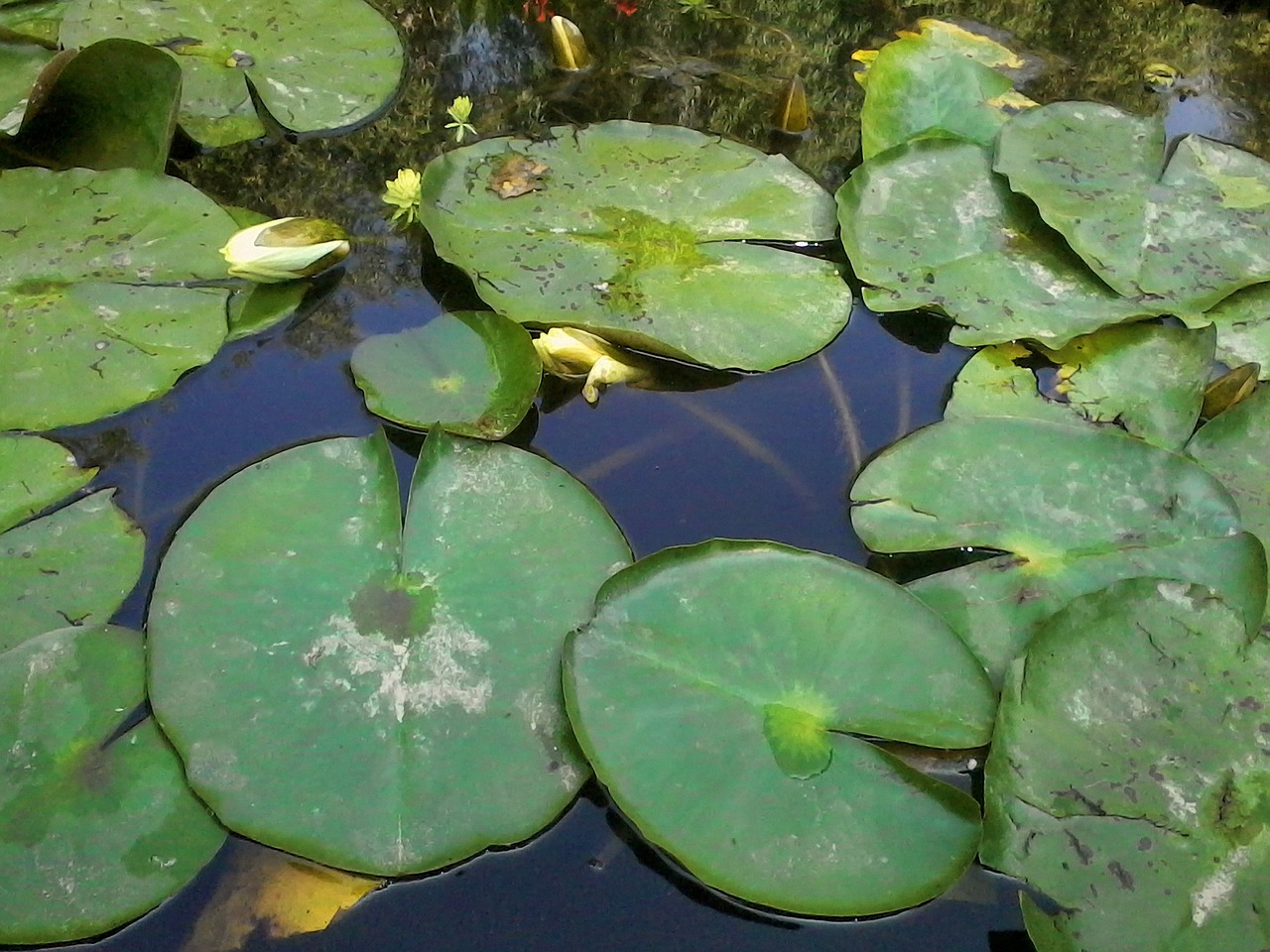 Vanduo, Lelijos, Tvenkinys, Vandens Lelija, Gamta, Gėlė, Lapai, Gėlės, Augalai, Pavasaris