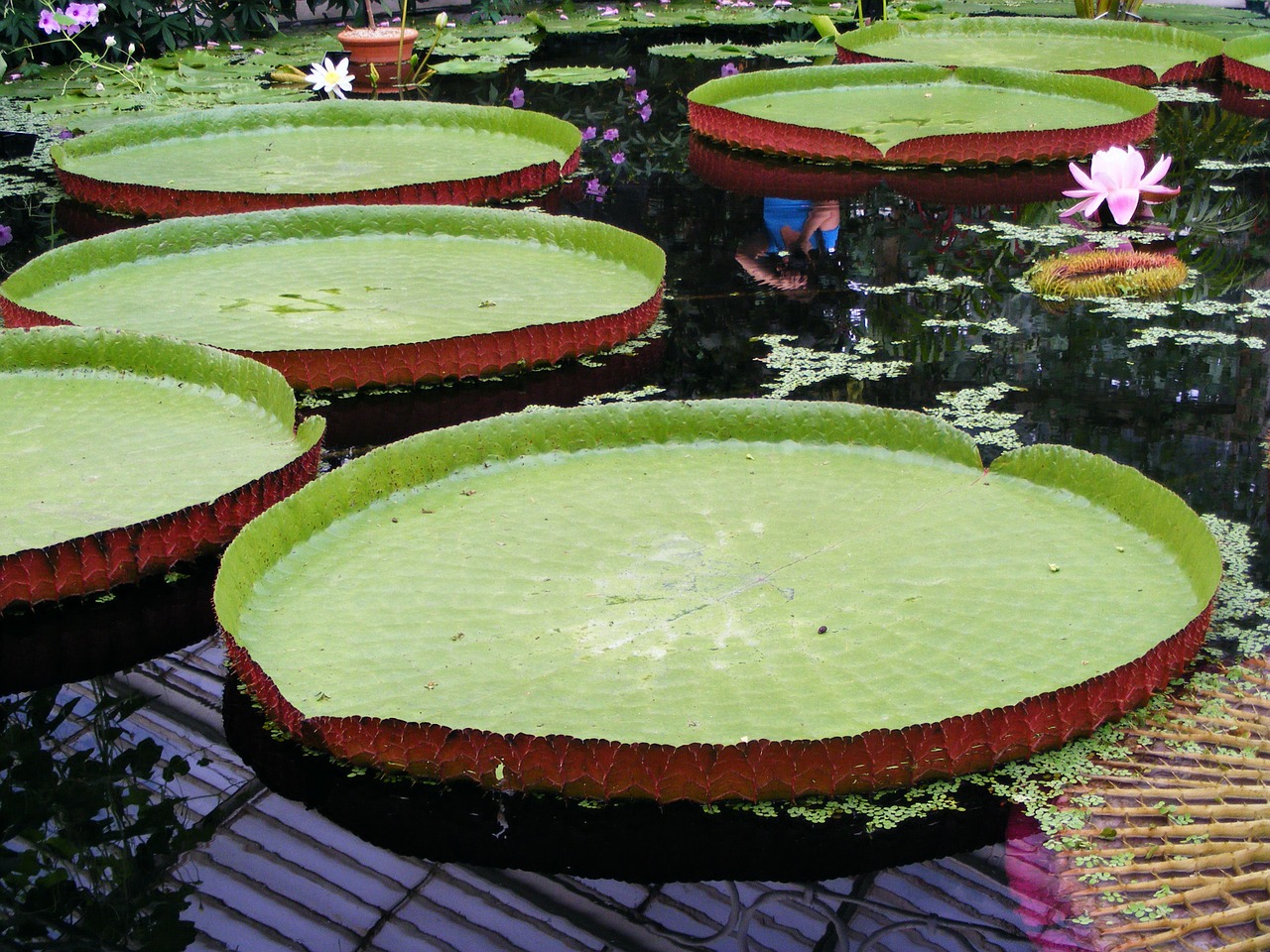 Vanduo, Lelija, Nymphaeaceae, Rhizomatous, Vandens, Žolė, Atogrąžų, Gėlė, Gamta, Tvenkinys