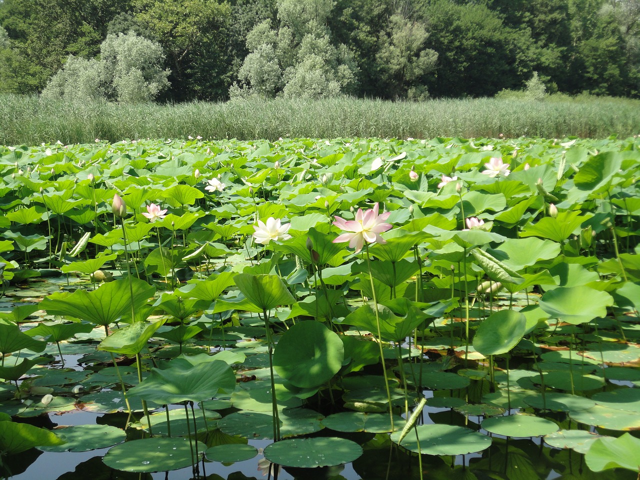 Vanduo, Lelijos, Liy, Vandens, Augalai, Gėlės, Žalias, Lapai, Lapinės, Tvenkiniai