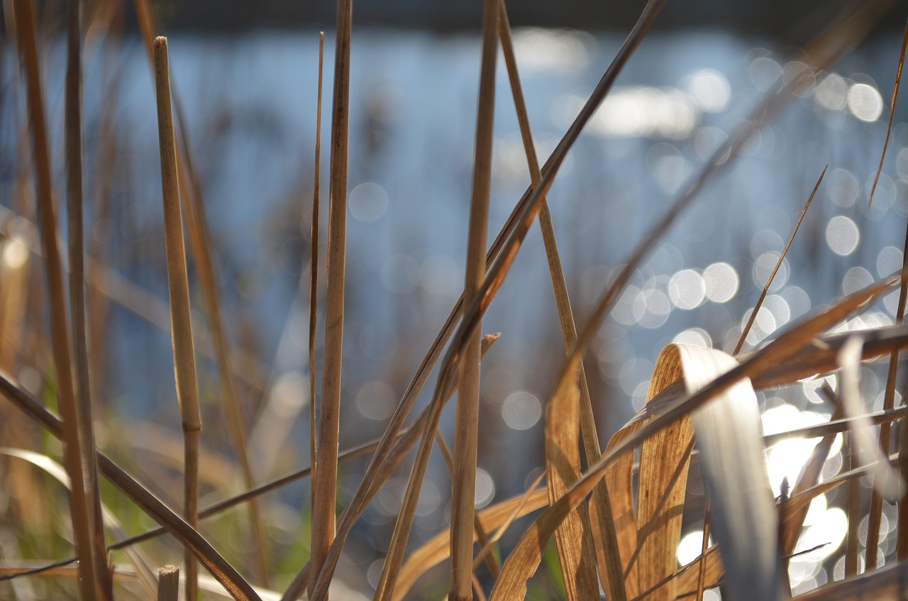 Vanduo, Žolė, Pavasaris, Dėmesio, Makro, Ežeras, Bokeh, Gražiai, Gamta, Kraštovaizdis