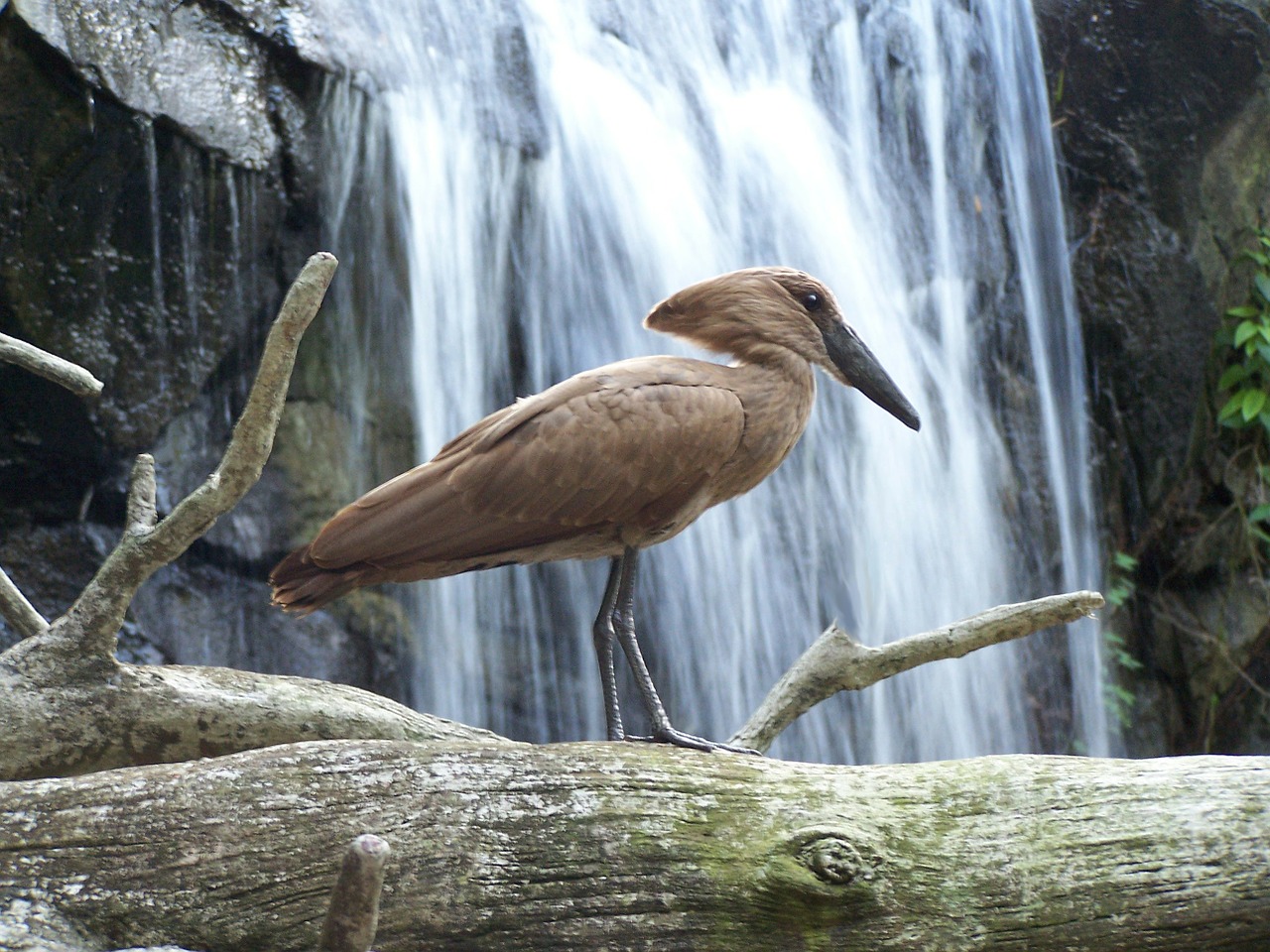 Vanduo, Paukštis, Gyvūnas, Aviary, Krioklys, Gamta, Nemokamos Nuotraukos,  Nemokama Licenzija