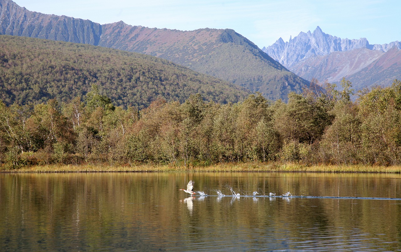 Vanduo, Ežeras, Gamta, Atspindys, Kalnas, Miškas, Vasara, Kraštovaizdis, Kelionė, Papludimys