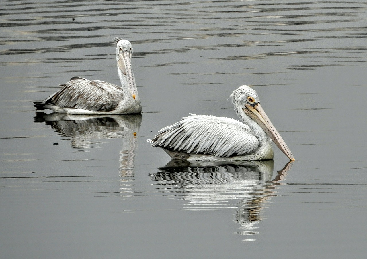 Vanduo, Pelican, Paukštis, Ežeras, Laukinė Gamta, Nemokamos Nuotraukos,  Nemokama Licenzija