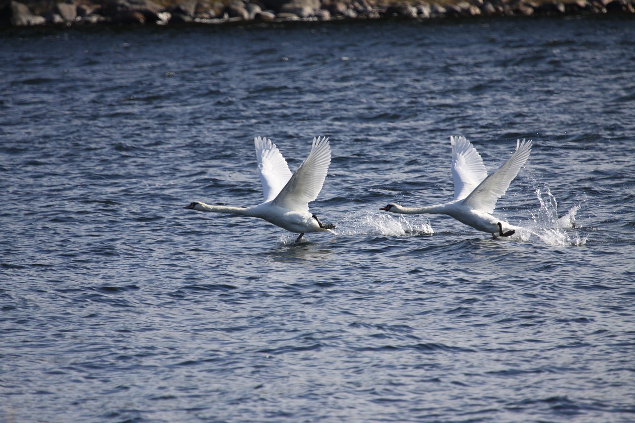 Vanduo,  Gamta,  Jūra,  Paukštis,  Lauke,  Vandenynas,  Vasara,  Skraidantis,  Gulbė,  Nutildyti Gulbė