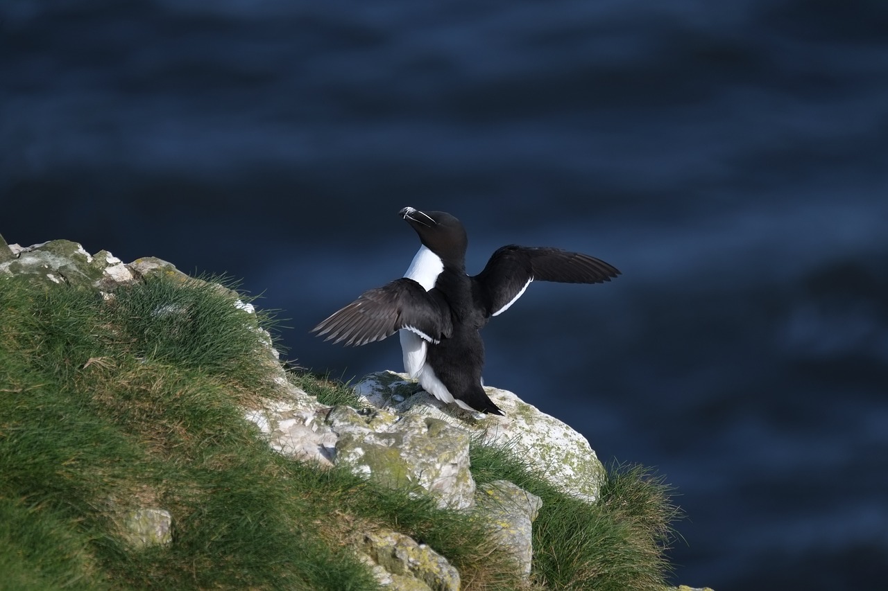 Vanduo,  Gamta,  Jūra,  Paukštis,  Laukinė Gamta,  Razorbill,  Sparnai,  Jūros Paukštis,  Uolos,  Uolos