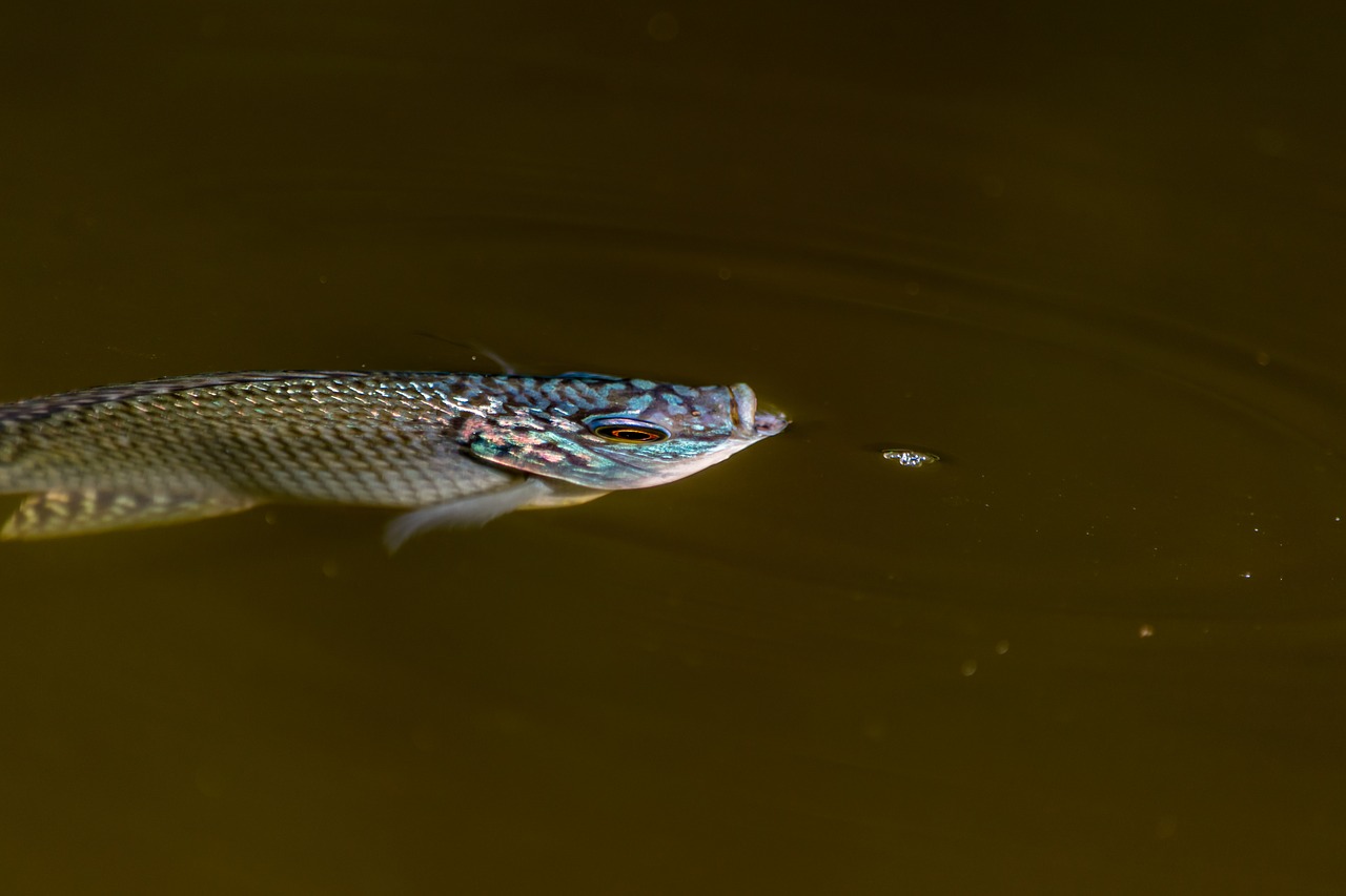 Vandens,  Pobūdį,  Ežeras,  Gyvūnijos,  Baseinas,  Upė,  Plaukimo,  Lauke,  Atspindys,  Žuvis