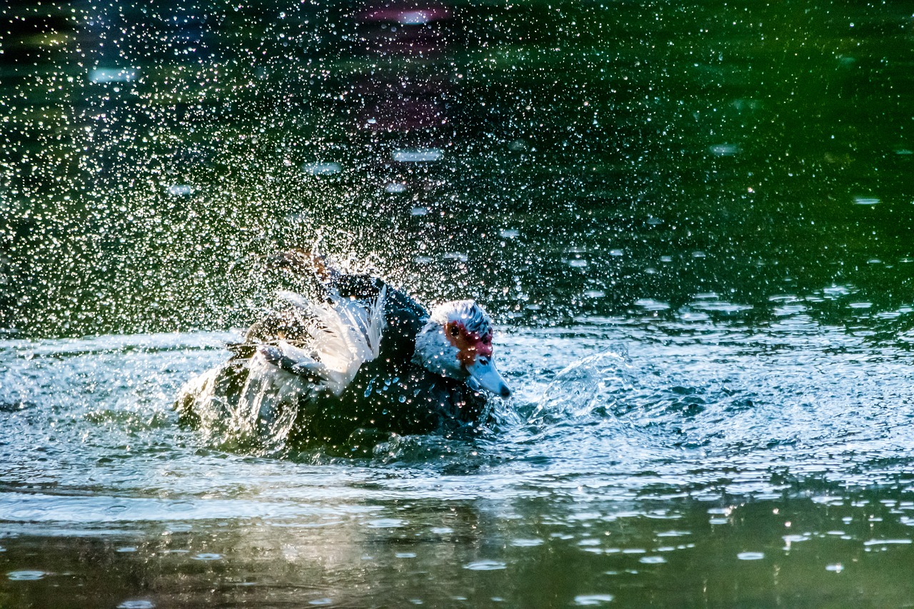 Vandens,  Pobūdį,  Šlapias,  Plaukimo,  Splash,  Upė,  Lauke,  Gyvūnijos,  Vasara,  Baseinas