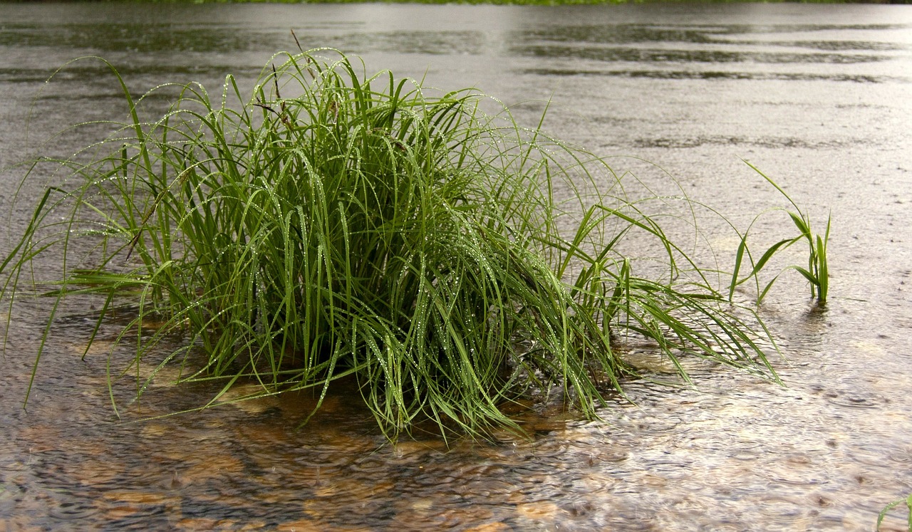 Какая вода жесткая речная или дождевая почему. Трава которая растет в воде. Трава у реки. АИР растение. Трава которая растет у реки.