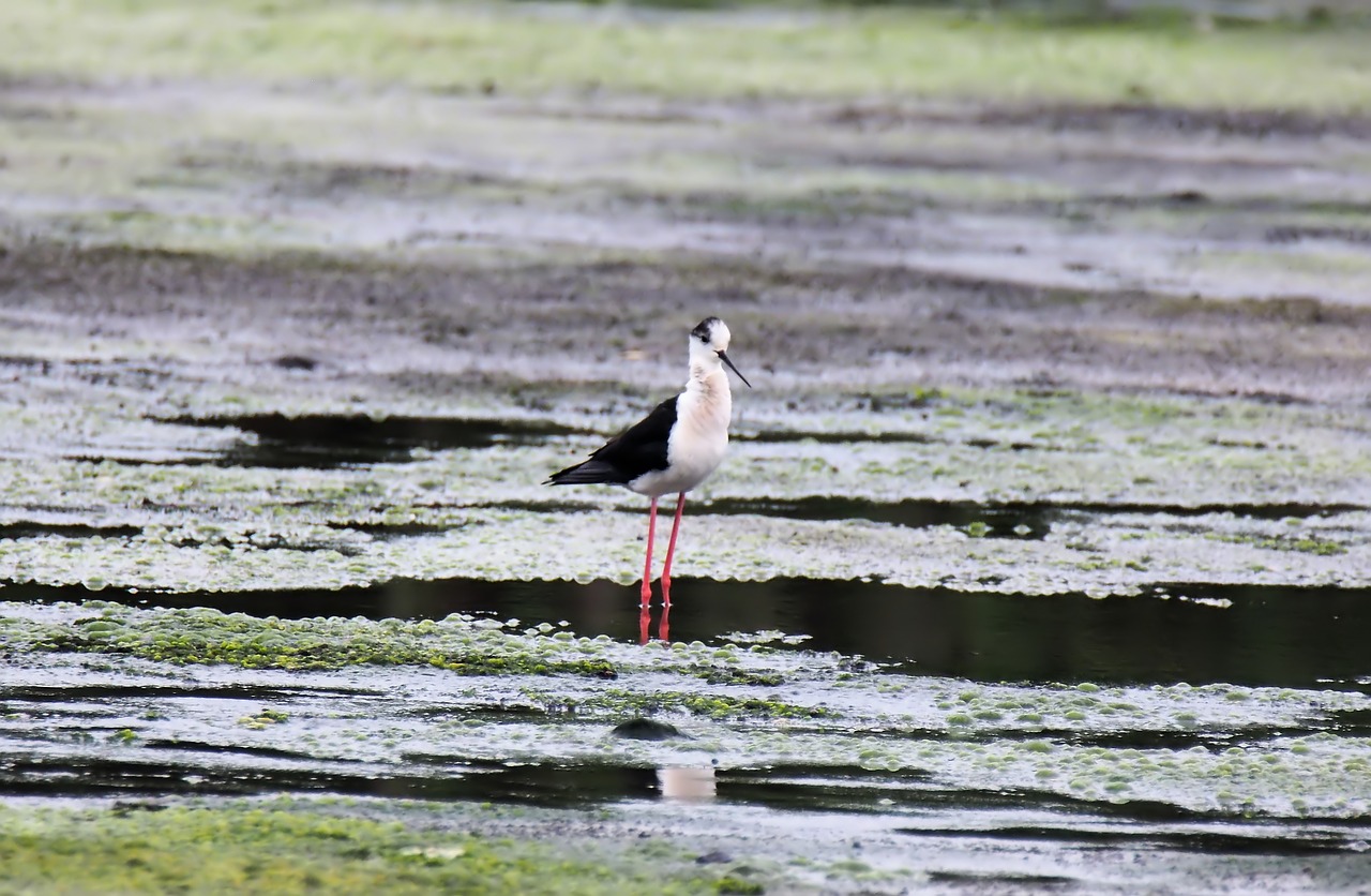 Vandens,  Paukštis,  Pobūdį,  Gyvūnijos,  Gyvūnas,  Shorebird,  Pelkė, Nemokamos Nuotraukos,  Nemokama Licenzija