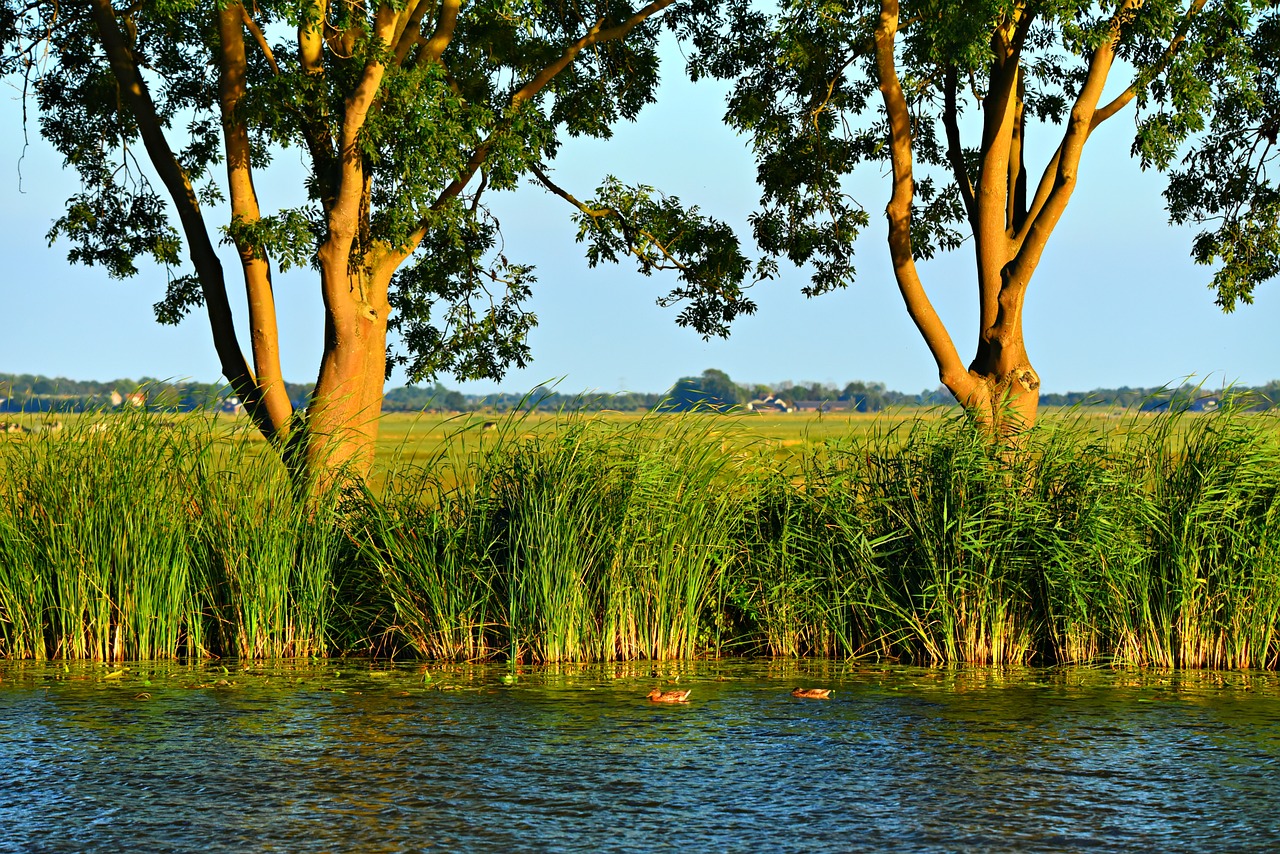 Vandens,  Upė,  Krantas,  Meldai,  Medžiai,  Peržiūrėti,  Olandų Kraštovaizdis,  Paprastai Dutch,  Skyline,  Olandija