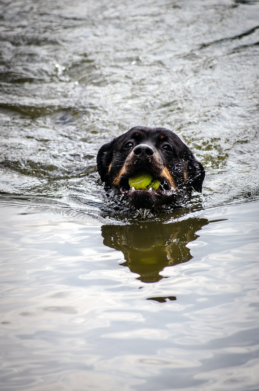 Vanduo, Gyvūnas, Rottweiler, Šuo, Gamta, Naminis Gyvūnėlis, Šlapias, Žaisti, Gyvūnų Portretas, Kailis