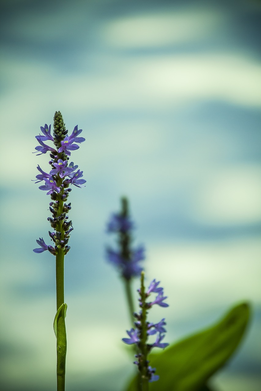 Vanduo, Gėlė, Violetinė, Mėlynas, Aqua, Vandens, Gamta, Augalas, Gėlių, Makro