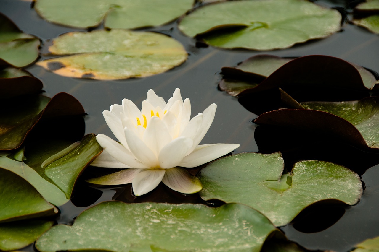 Vanduo,  Lotosas,  Vandens Augalas,  Vandens Lelija,  Gamta,  Tvenkinys,  Nuphar Lutea,  Karoliukas,  Vanduo Pakilo,  Ežeras