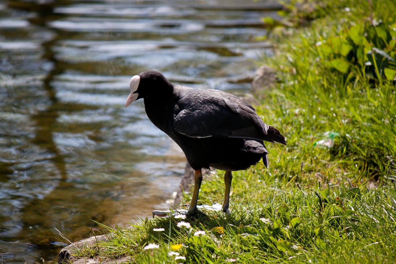 Vanduo Paukštis,  Paukštis,  Pobūdį,  Gyvūnijos Pasaulyje,  Vandens,  Naminių Paukščių,  Bill,  Sparnas,  Ežeras,  Schwimmvogel