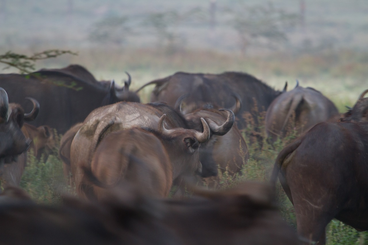 Azijinis Buivolas, Buivolai, Nacionalinis Parkas, Afrika, Afrikos Buivolai, Dideli Penki, Kenya, Ežeras Nakuru, Gamta, Rytų Afrika