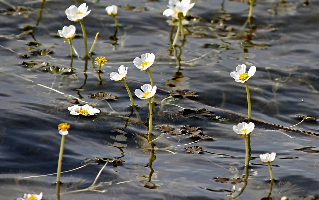 Vandens Buttercup, Buttercup, Hahnenfußgewächs, Gėlės, Ranunculaceae, Gėlė, Balta, Gamta, Mažos Gėlės, Gėlės Fotografija