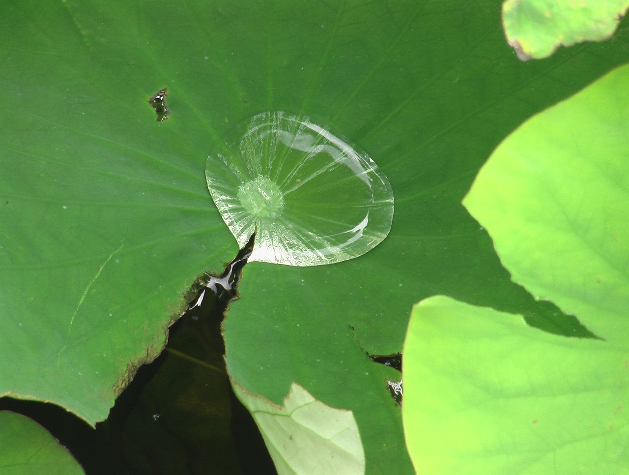 Vandens Lašas, Veidrodis, Insectenbad, Nemokamos Nuotraukos,  Nemokama Licenzija