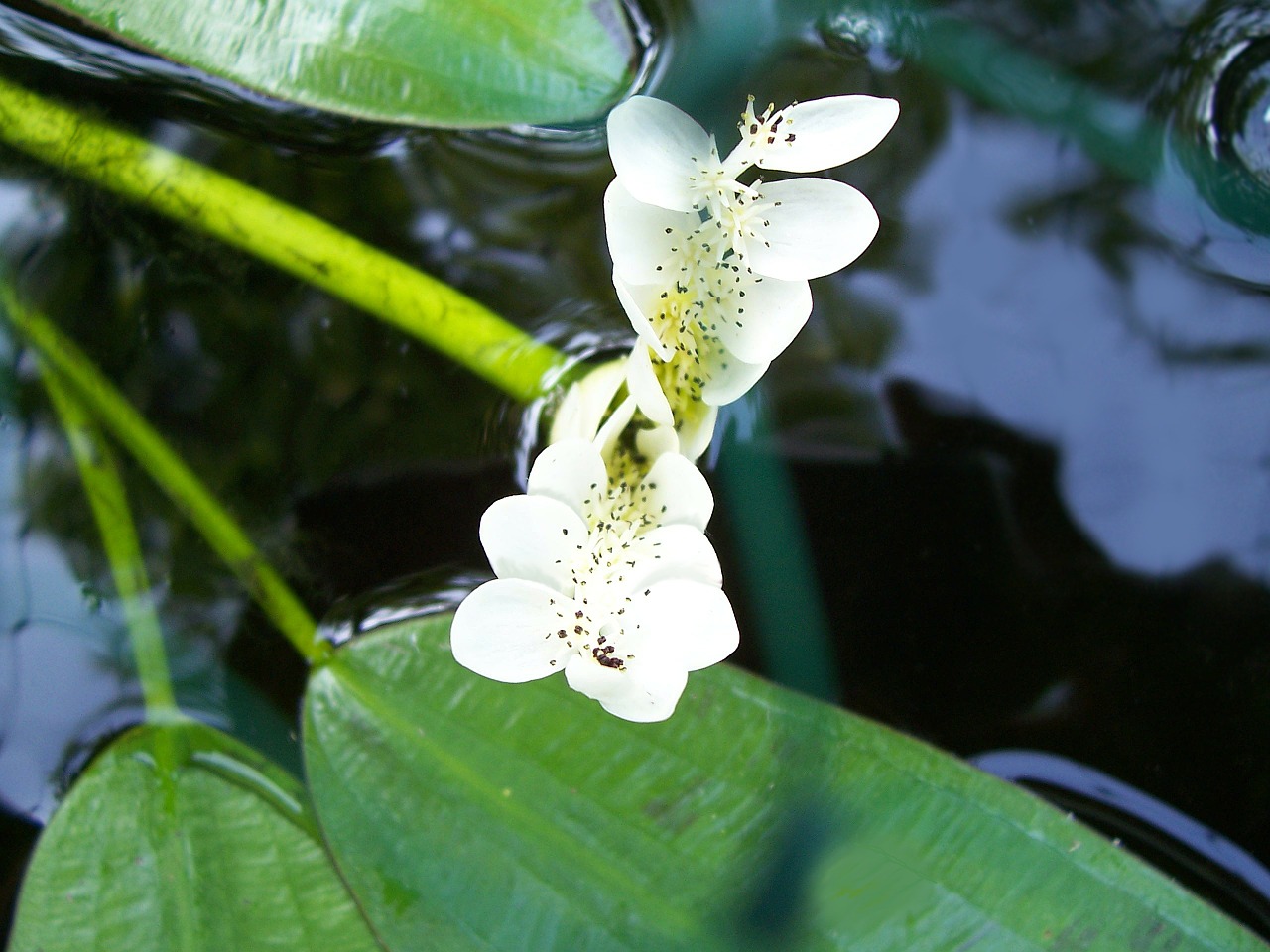 Vandens Gudobeliai, Aponogeton Distachyos, Griuvėsiai, Vandens Žydintis Augalas, Tvenkinys, Vanduo, Vleikos, Augalas, Vandens Floret, Vandens