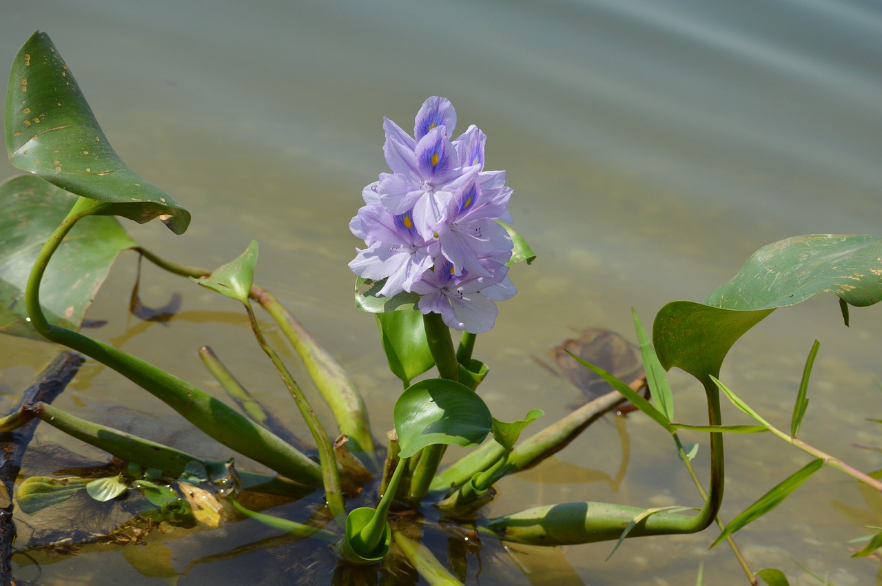 Vandens Hiacintas, Flora, Gėlė, Gėlės, Nemokamos Nuotraukos,  Nemokama Licenzija