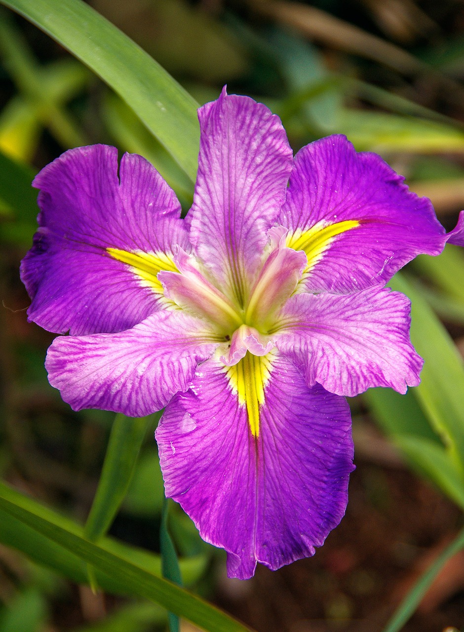 Vandens Srovė, Louisiana Iris, Iris, Tvenkinys, Violetinė, Violetinė, Geltona, Vandens, Simetrija, Nemokamos Nuotraukos