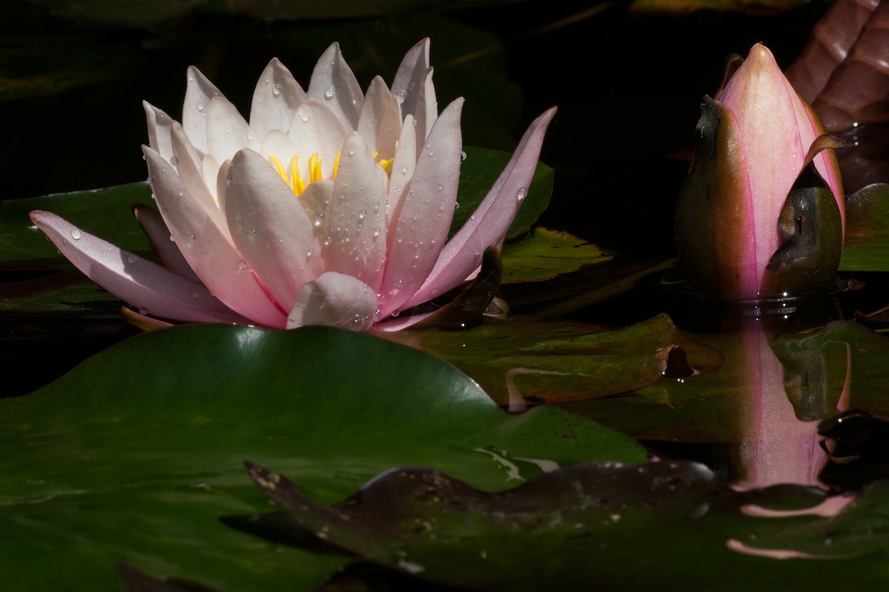 Vandens Lelijos, Nymphaea, Budas, Ežeras Pakilo, Vandens Augalai, Žiedlapiai, Balta, Geltona, Rožinis, Žalias