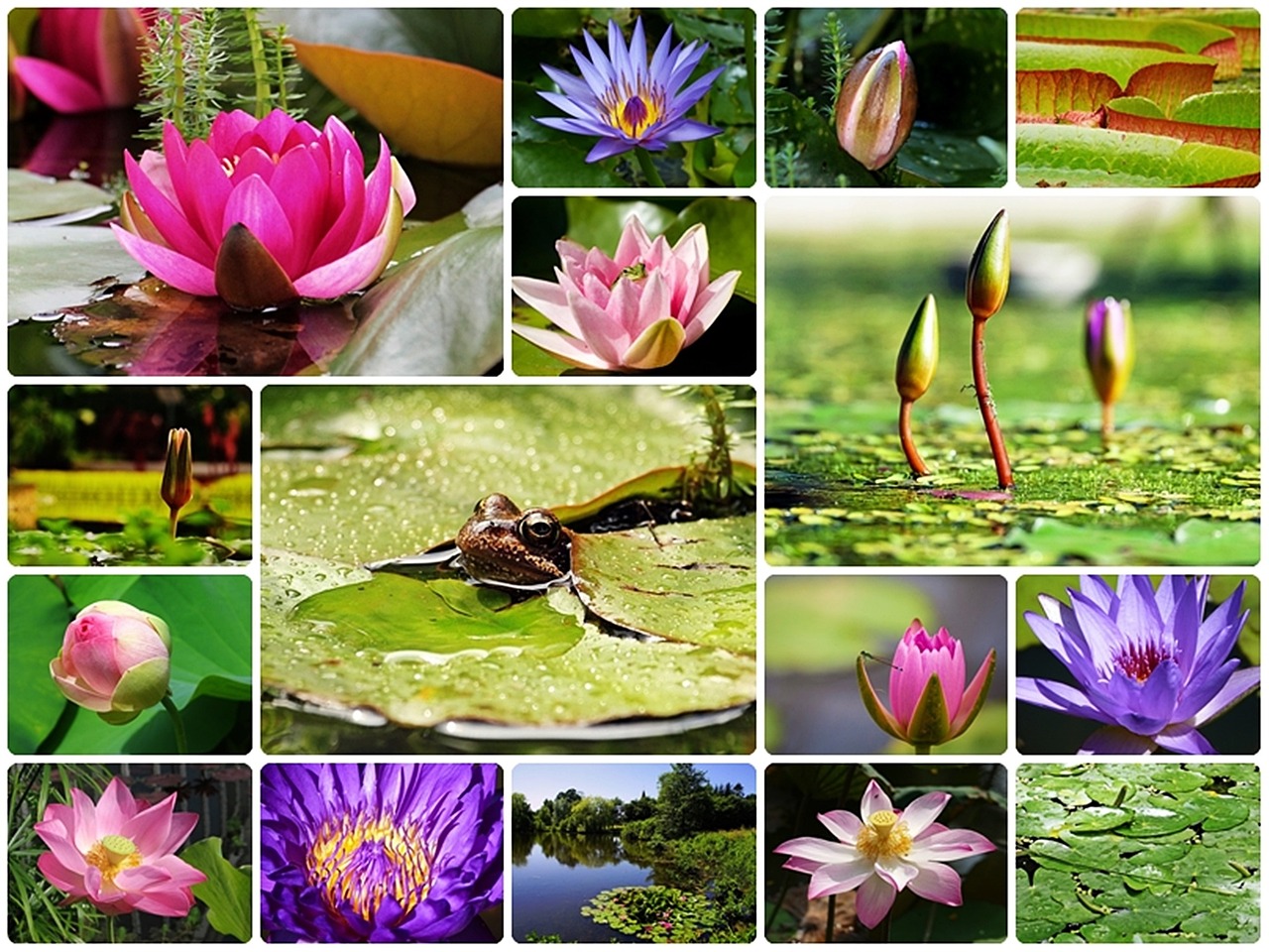 Vandens Lelijos, Koliažas, Lelijos Koliažas, Koliažas-Lelija, Foto Koliažas, Nuphar, Vandens Augalai, Gėlės, Tvenkinys, Gamta