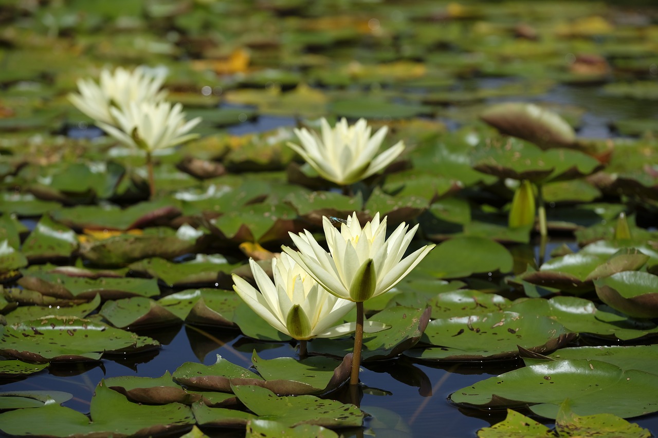 Vandens Lelijos, Ežeras, Vanduo, Tvenkinys, Nuphar, Žiedas, Žydėti, Gėlė, Vandens Augalas, Baseinai