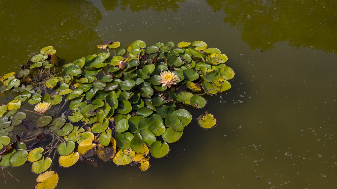 Vandens Lelijos, Tvenkinys, Vandens Augalas, Ežeras Pakilo, Vanduo, Tvenkinio Augalas, Nuphar, Liilio Tvenkinys, Augalas, Gėlė