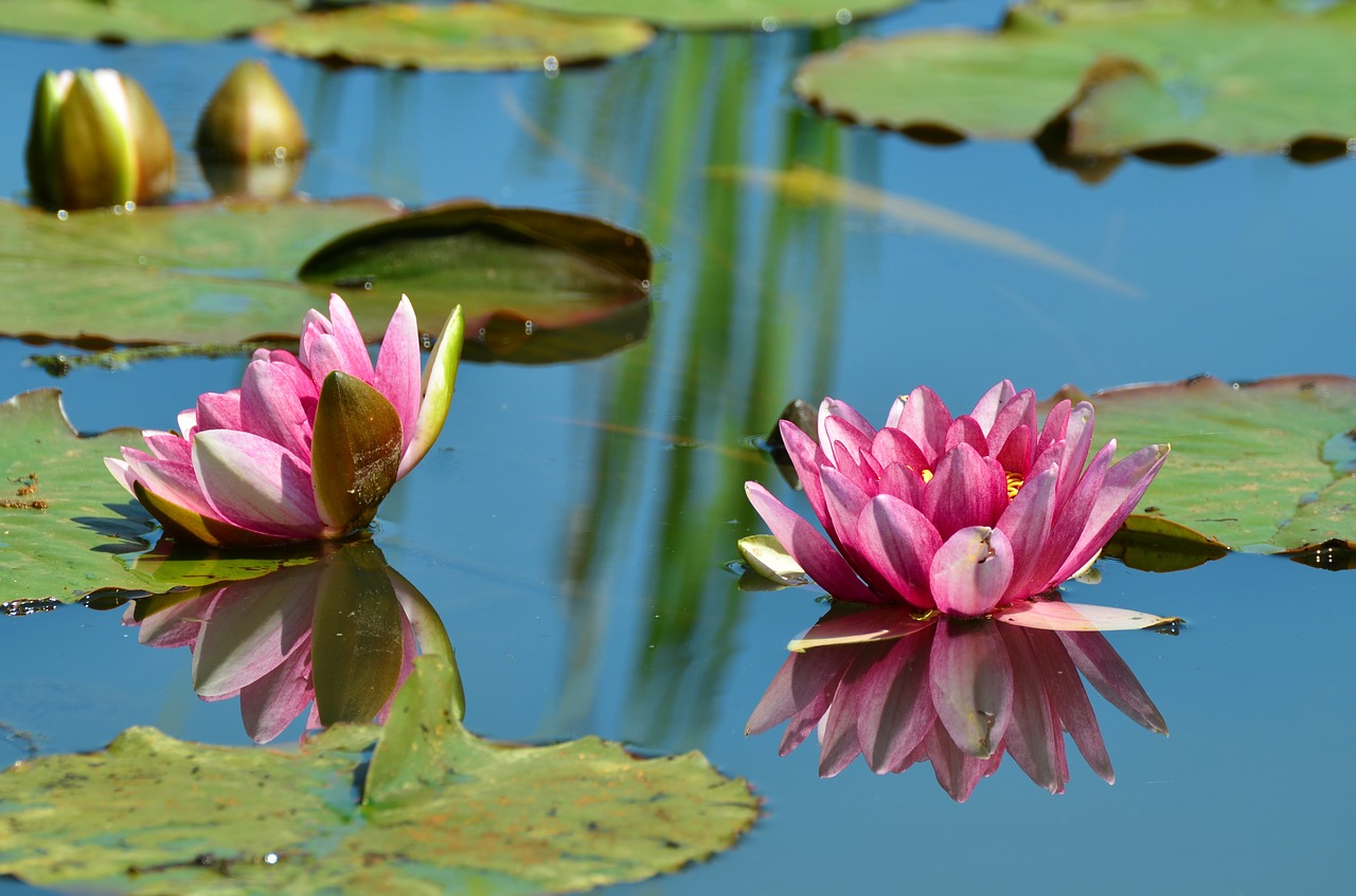 Vandens Lelijos, Tvenkinys, Vandens Augalas, Nuphar Lutea, Tvenkinio Augalas, Žiedas, Žydėti, Vanduo, Veidrodis, Rosengewächs Ežeras