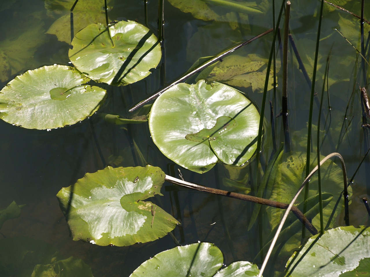 Vandens Lelija, Gamta, Augalas, Nemokamos Nuotraukos,  Nemokama Licenzija