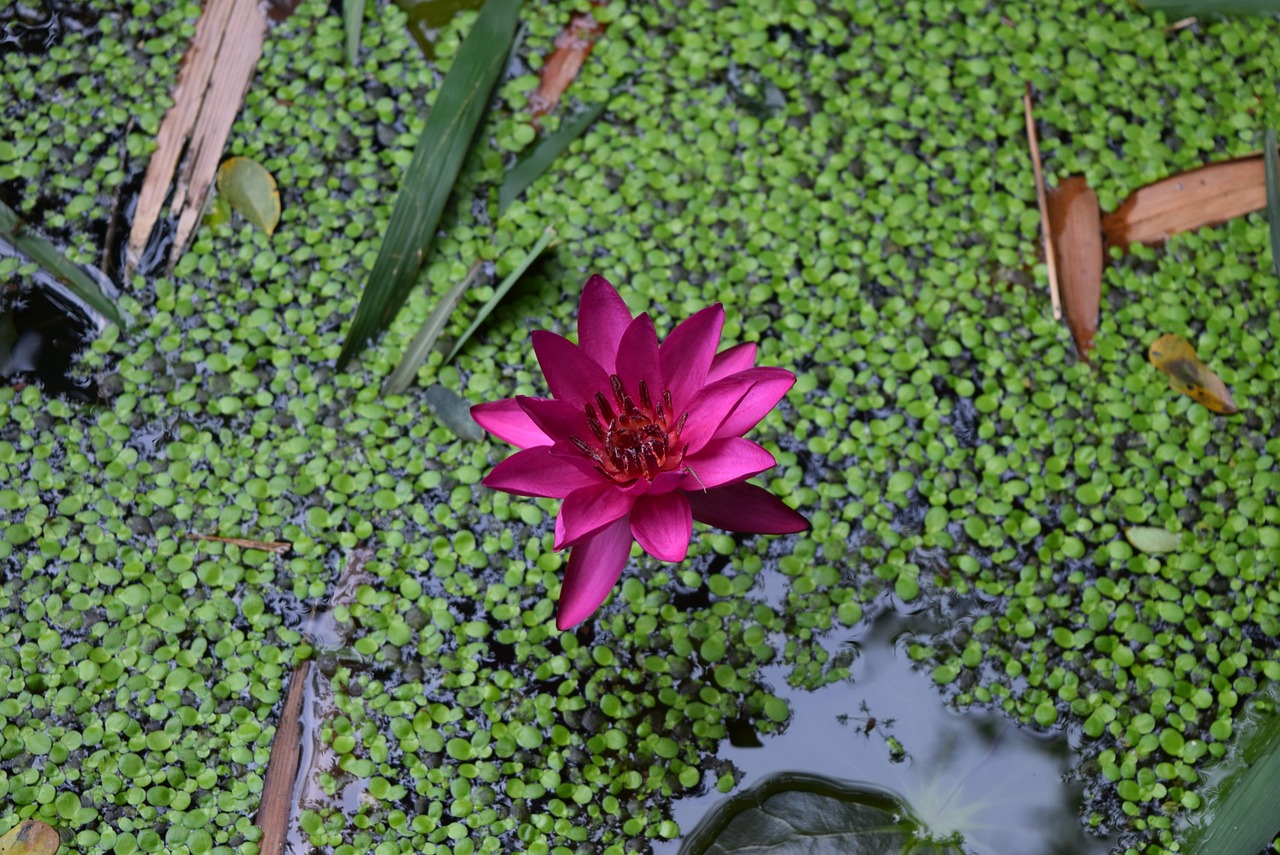 Vandens Lelija, Gėlė, Nymphaea, Nemokamos Nuotraukos,  Nemokama Licenzija